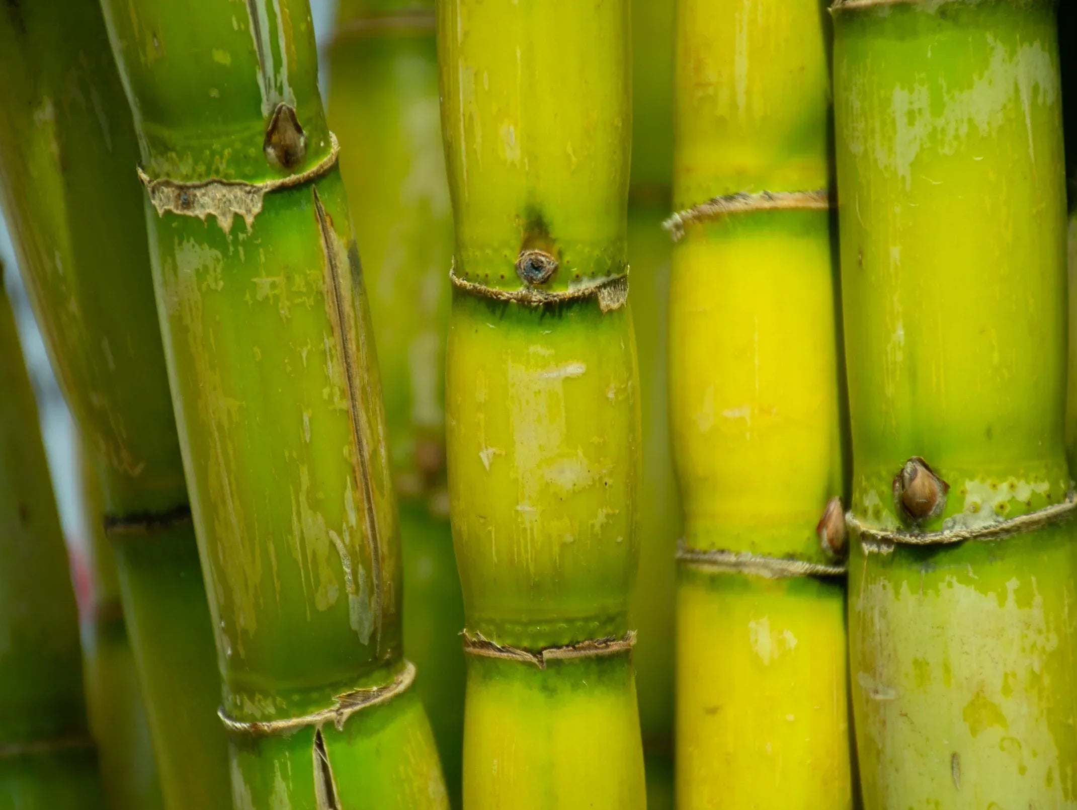 Bamboo Fabric Benefits & The Rise of Natural Clothing Choices