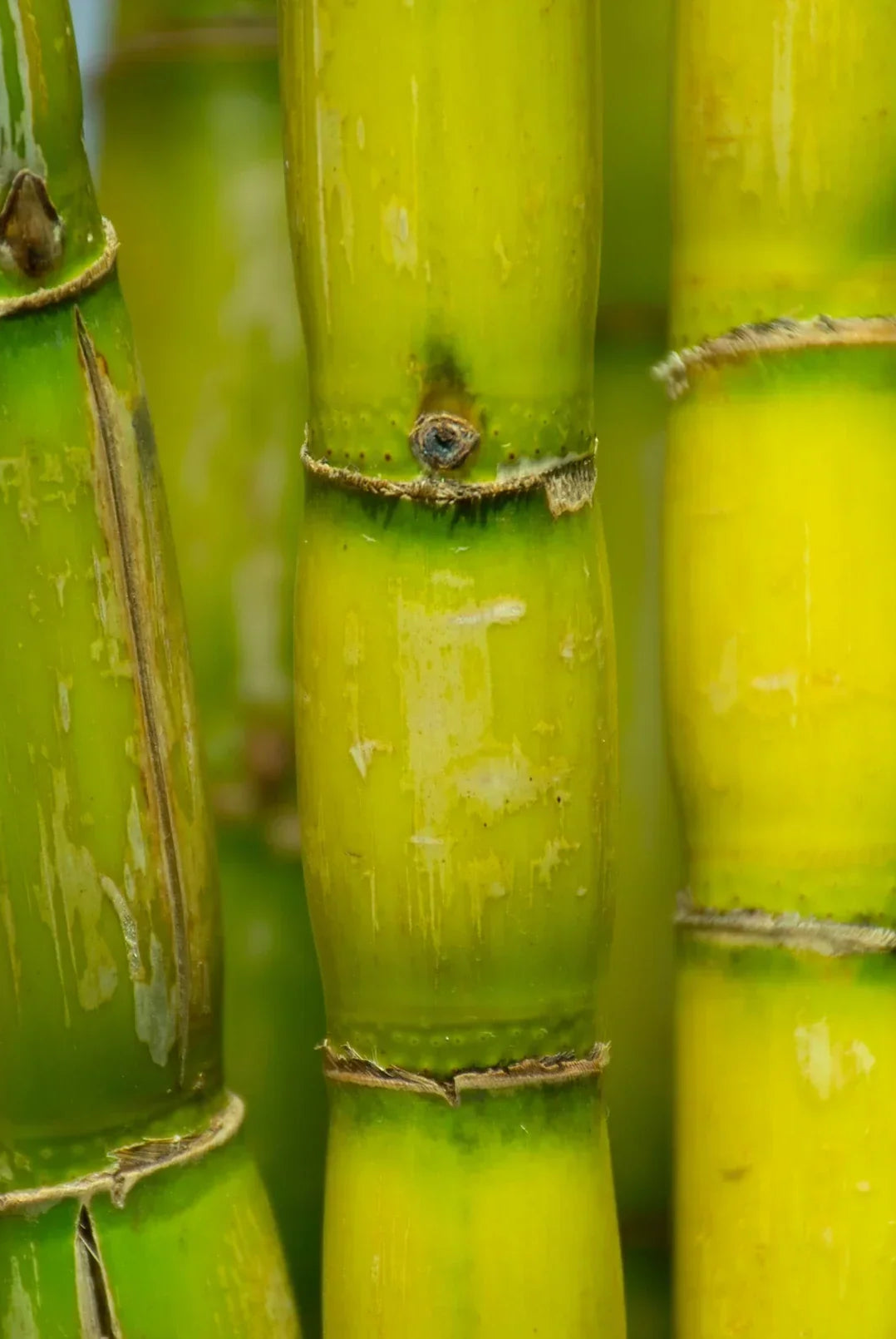 Bamboo Fabric Benefits & The Rise of Natural Clothing Choices